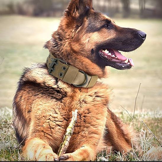 Collier chien vert DogOps