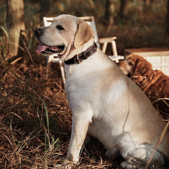 Collier pour chien confort le Classique