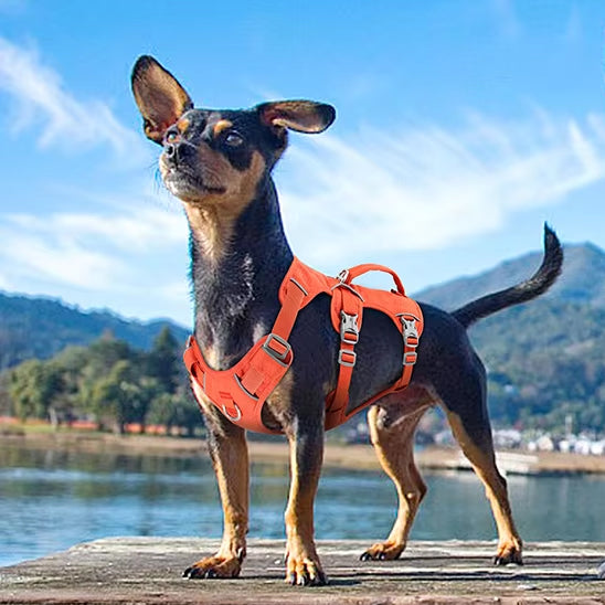 Harnais-chien-Orange-CaniGuard