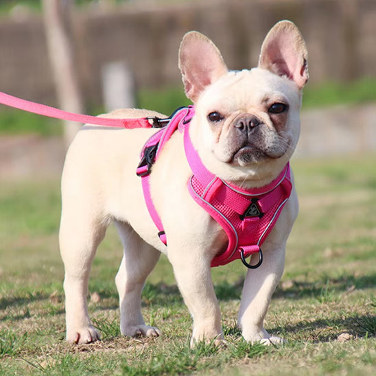 Harnais-chien-Rose-FlexiPup