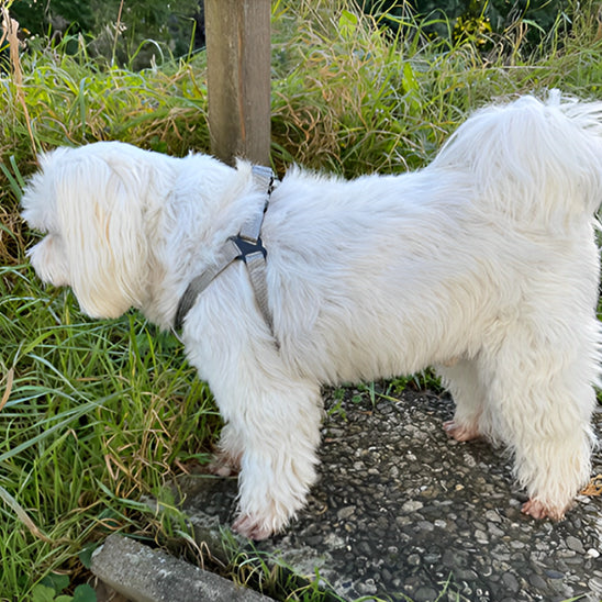 Harnais-pour-chien-Marche-TaskHound