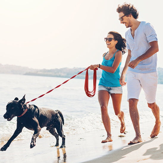Longe-pour-chien-Plaisir-WildLead