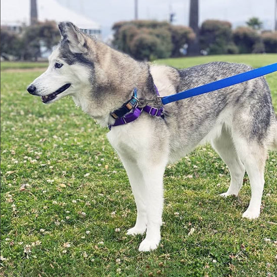 Longe-pour-chien-entrainement-DogHorizon