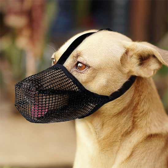 Museliere-chien-Marche-BiteLock
