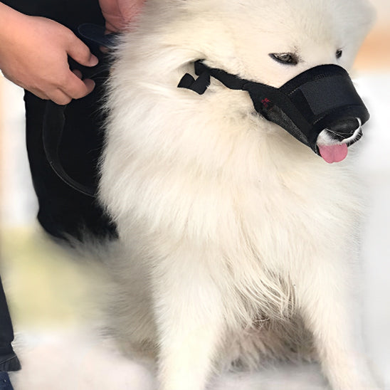 Museliere-chien-Marche-SafeBite