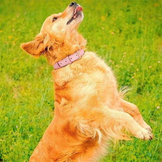 Collier-chien-plaisir-BellaPaw