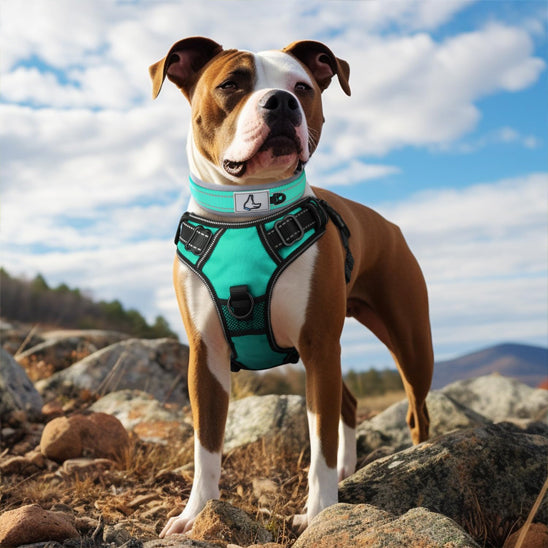 collier chien exterieur WoofyLoop
