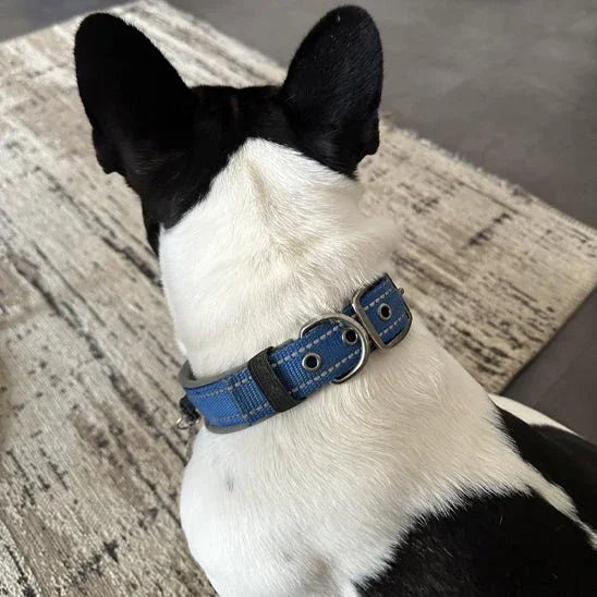 collier chien bleu WoofyLoop