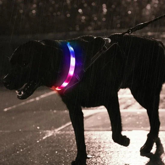 Collier-lumineux-chien-securiter-PawBeam
