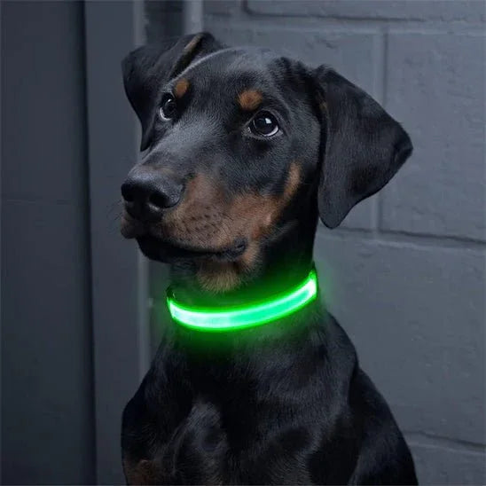 Collier-lumineux-chien-vert-WoofLight