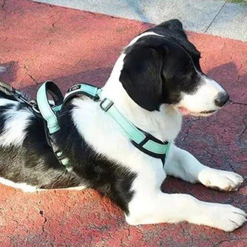 Harnais-anti-traction-chien-Vert-ReflectSafe