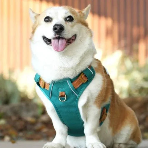 Harnais-chien-anti-traction-Bleu-AeroPattes