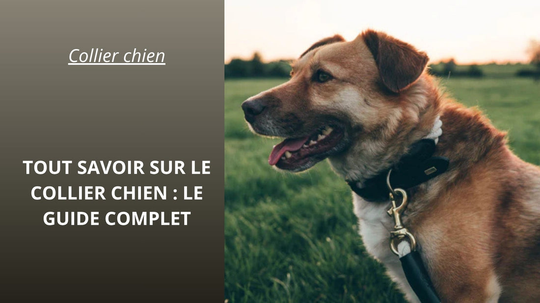 Collier-chien-tout-savoir-sur-le-collier-chien