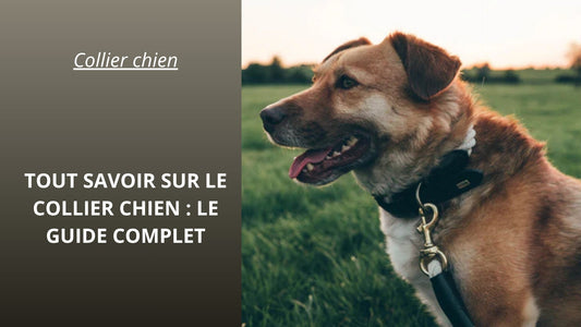 Collier-chien-tout-savoir-sur-le-collier-chien