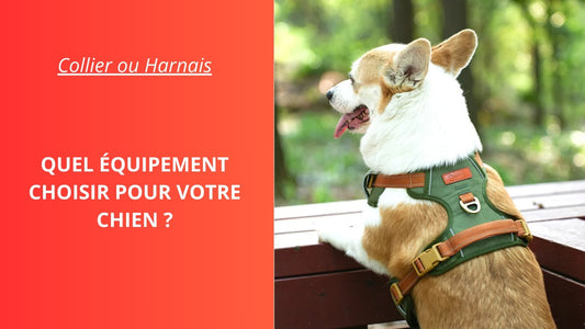 Collier ou Harnais : Quel Équipement Choisir pour Votre Chien ?