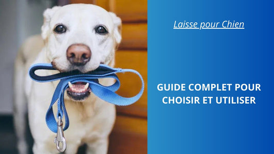 Laisse pour Chien : Guide Complet pour Choisir et Utiliser