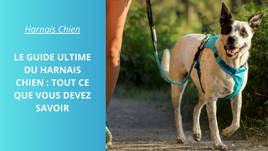 Le Guide Ultime du Harnais Chien : Tout Ce Que Vous Devez Savoir