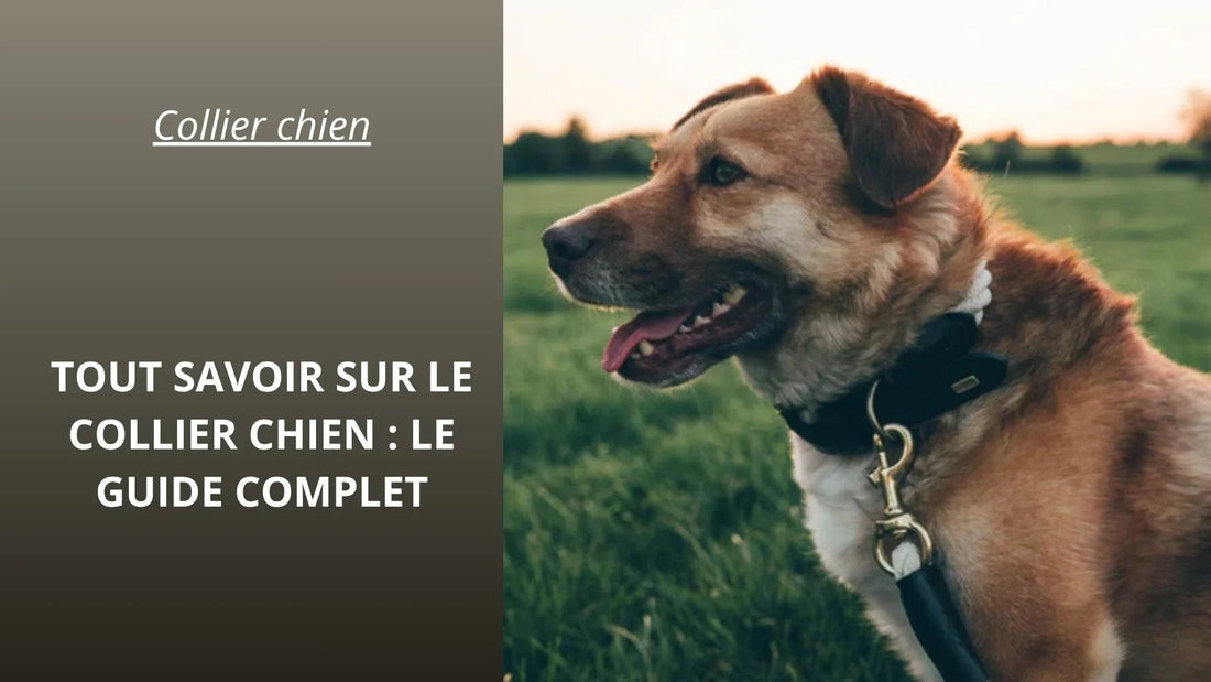 Collier chien - ProjetWoof