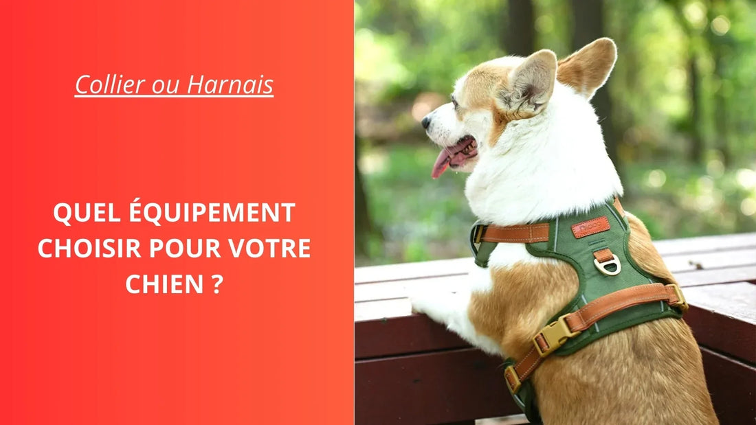 Collier ou Harnais : Quel Équipement Choisir pour Votre Chien ? - ProjetWoof