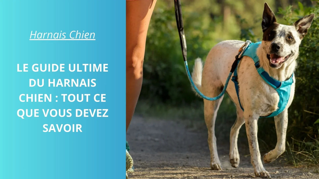 Le Guide Ultime du Harnais Chien : Tout Ce Que Vous Devez Savoir - ProjetWoof