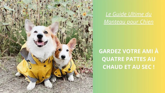 Le Guide Ultime du Manteau pour Chien : Gardez Votre Ami à Quatre Pattes au Chaud et au Sec ! - ProjetWoof