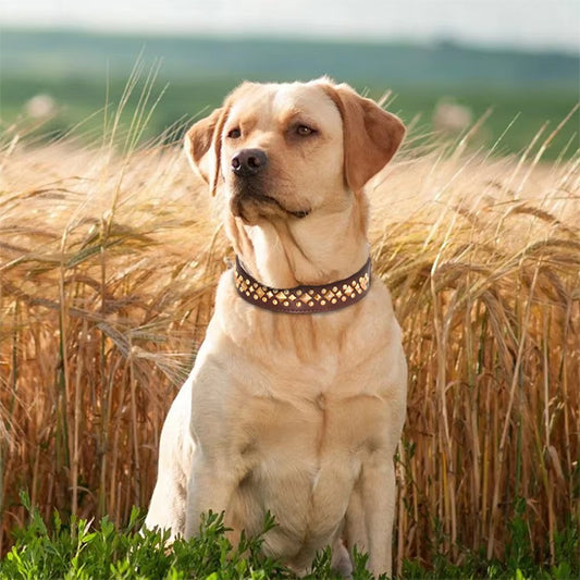 Collier chien | DogRiot™