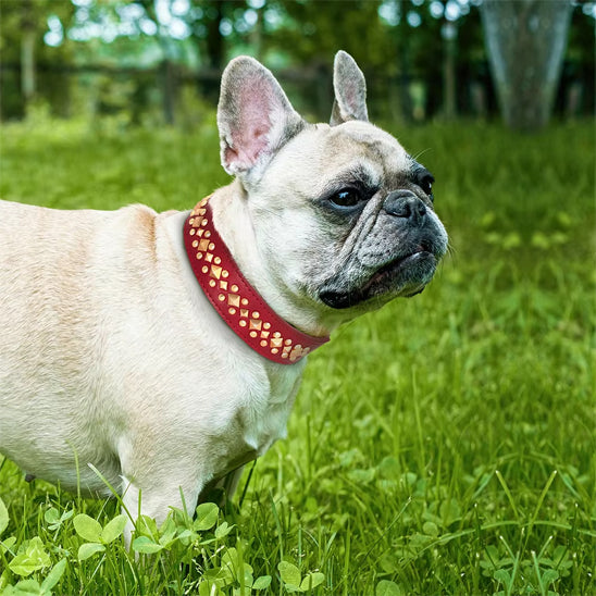 Collier-chien-Rouge-DogRiot