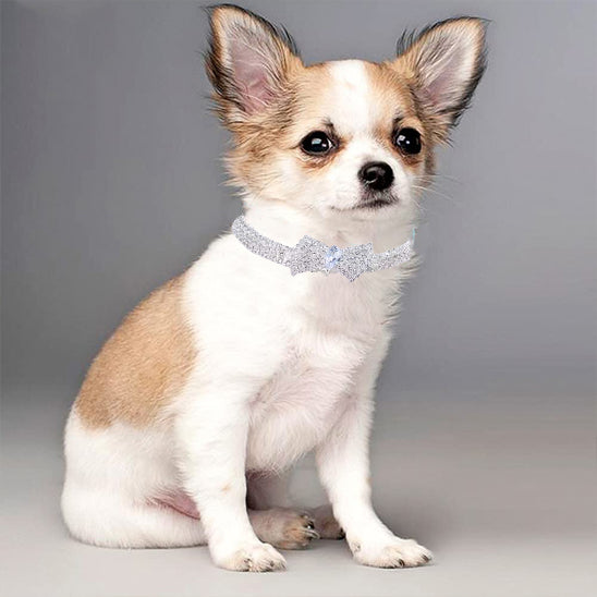 Collier chien argent Pawpillon