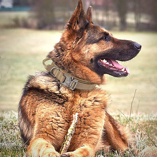 Collier chien avec poigne beige Pawllar