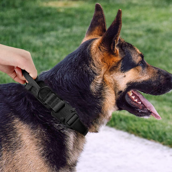 Collier chien avec poigne kaki Pawllar