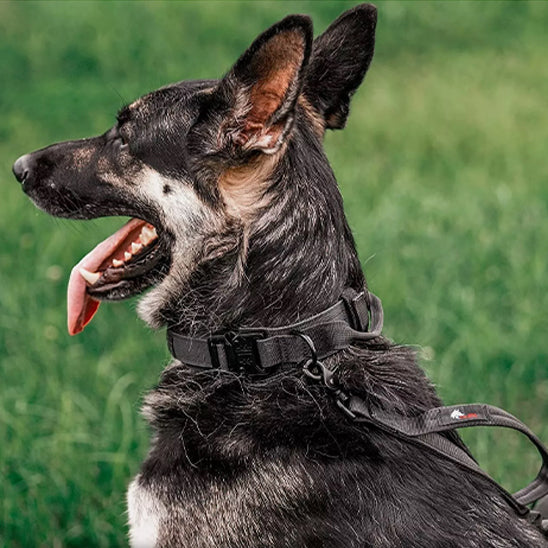 Collier chien avec poigne noir Pawllar