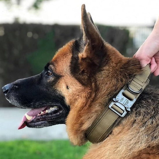 Collier chien avec poigne pour le confort Pawllar