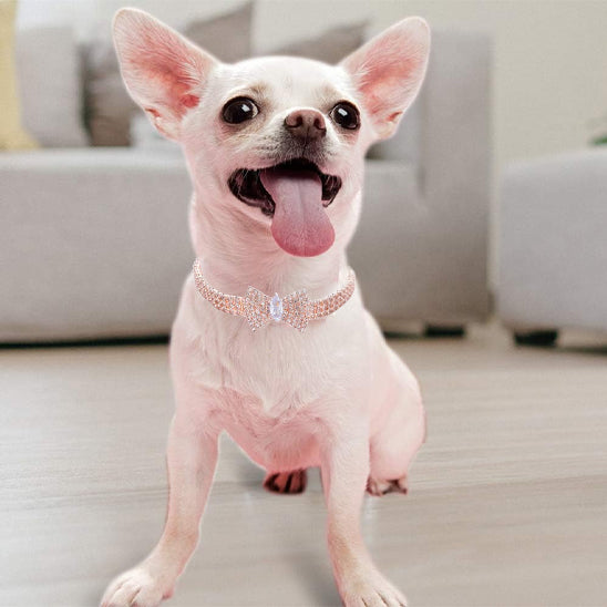 Collier chien elegant Pawpillon