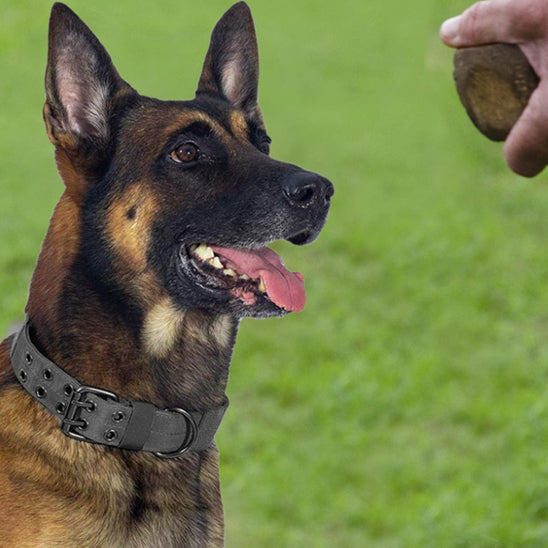 Collier chien jouer DogOps