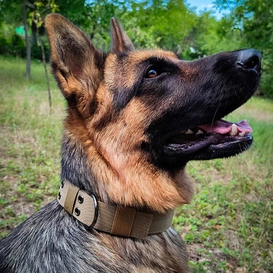 Collier chien kaki DogOps