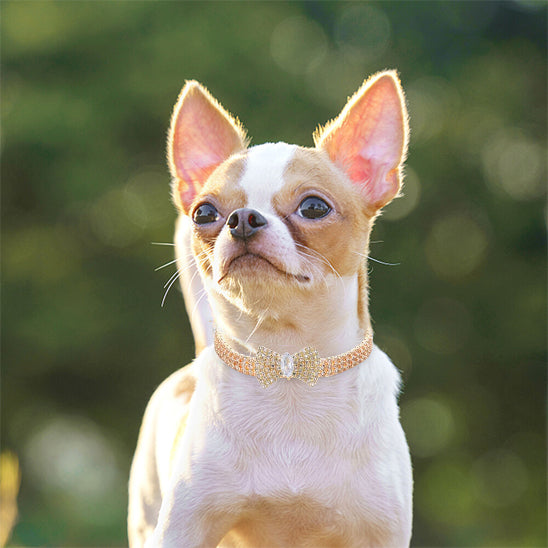 Collier chien or Pawpillon