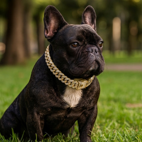 Collier-chien-or-couleur-NoblePaw