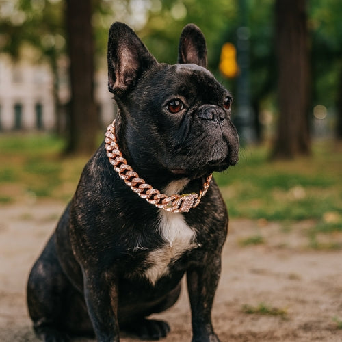 Collier-chien-or-rose-couleur-NoblePaw