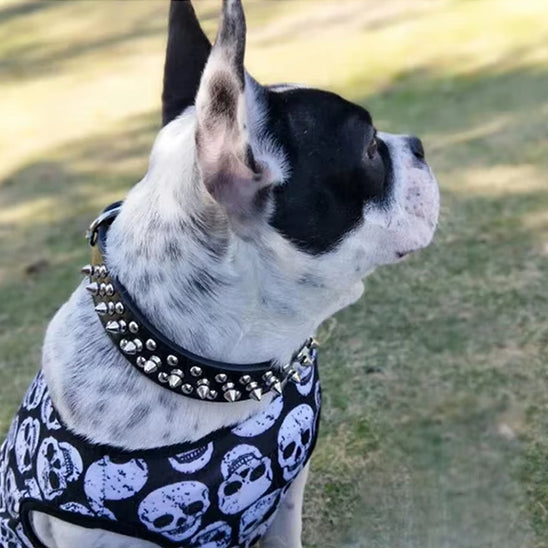 Collier-chien-pour-petit-chien-WoofMetal