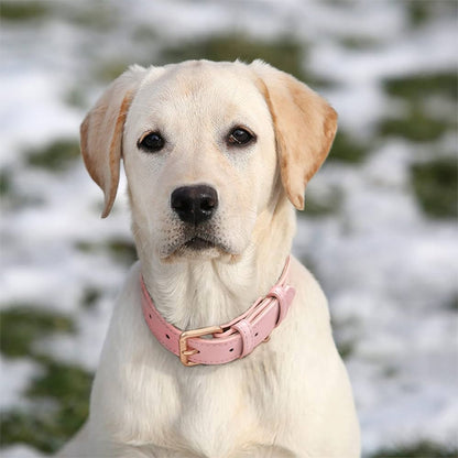 Collier-chien-rose-BellaPaw