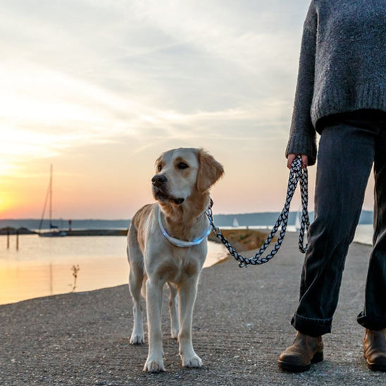 Collier-lumineux-chien-promenade-PawBeam