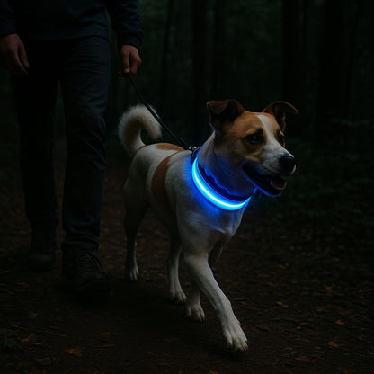 Collier-lumineux-chien-sortie-GlowPaw