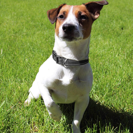 Collier-pour-chien-Confort-ReflectaPaw