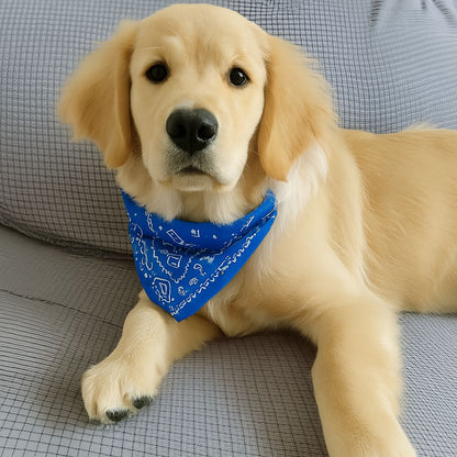 Collier pour chien bleu BandaPaw