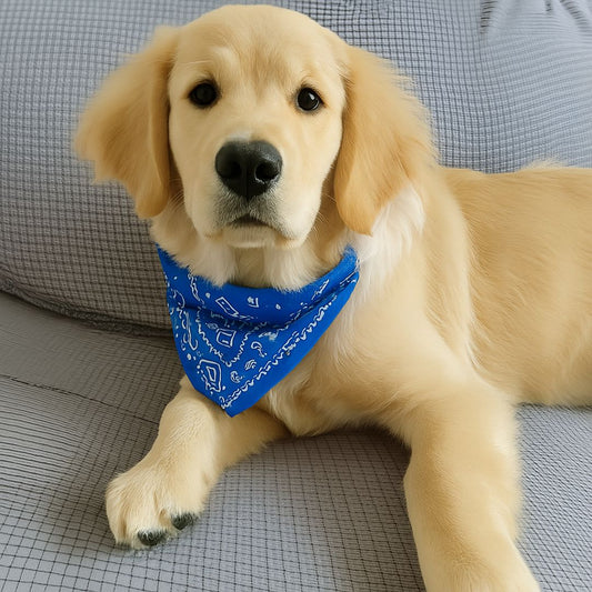 Collier pour chien bleu BandaPaw