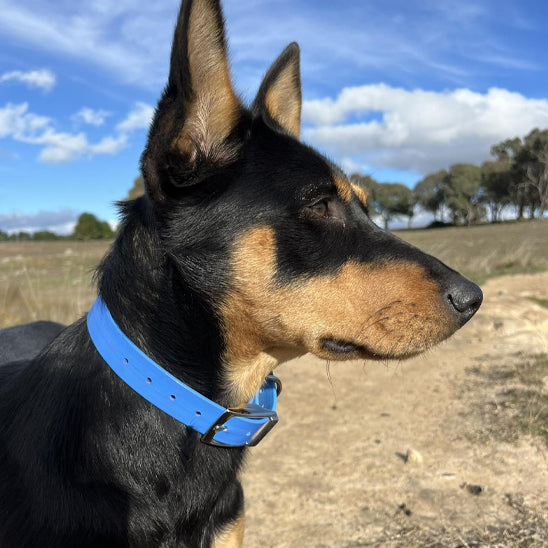 Collier pour chien bleu FluoPaw