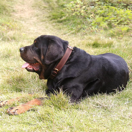 Collier pour chien extérieur le Classique