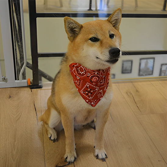 Collier pour chien pour l'élégance BandaPaw