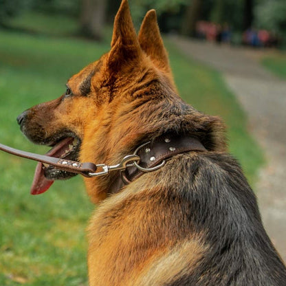 Collier pour chien style le Classique