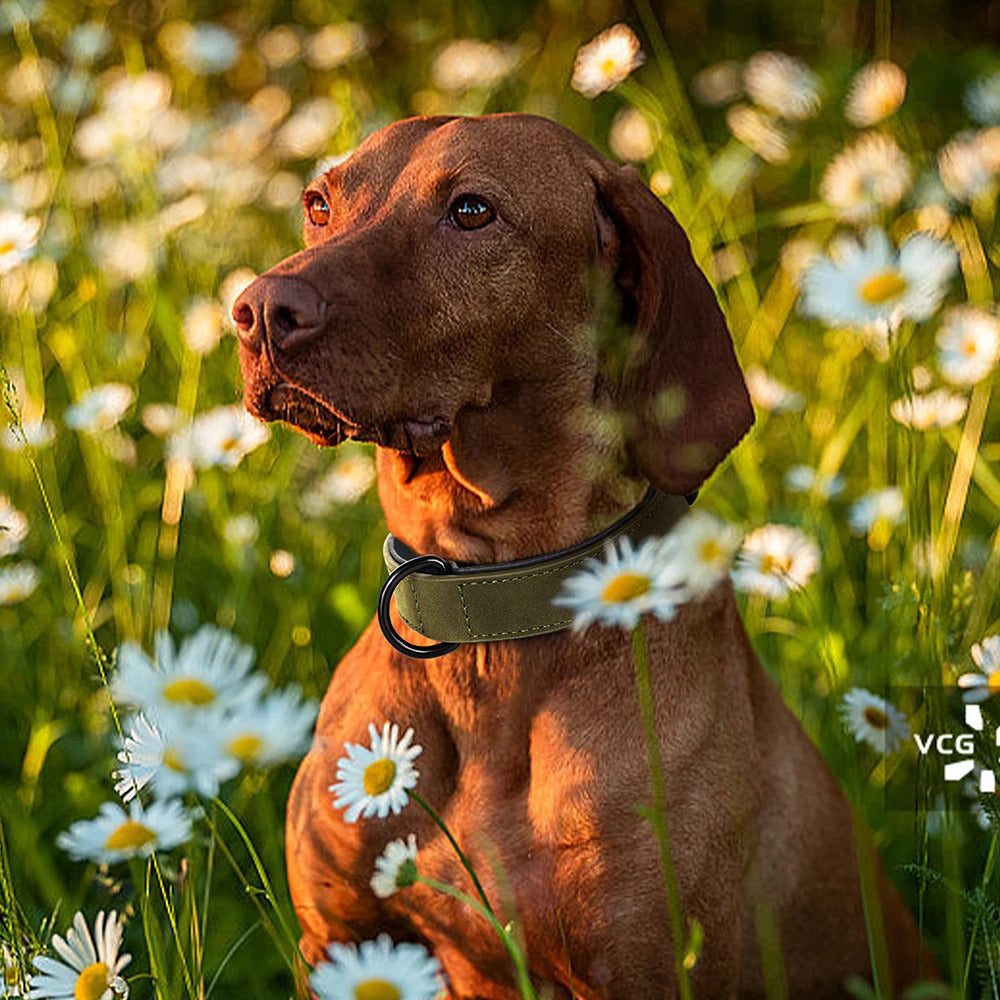 Collier-pour-chien-vert-fonce-AlphaCuir